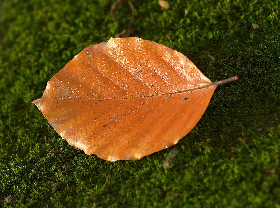 leaf, beech, yellow, orange, moss, green, the background, substrate, HD wallpaper