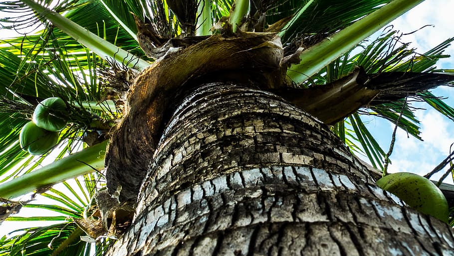 coconut tree, palm, coconuts, palm Tree, nature, tropical Climate HD wallpaper