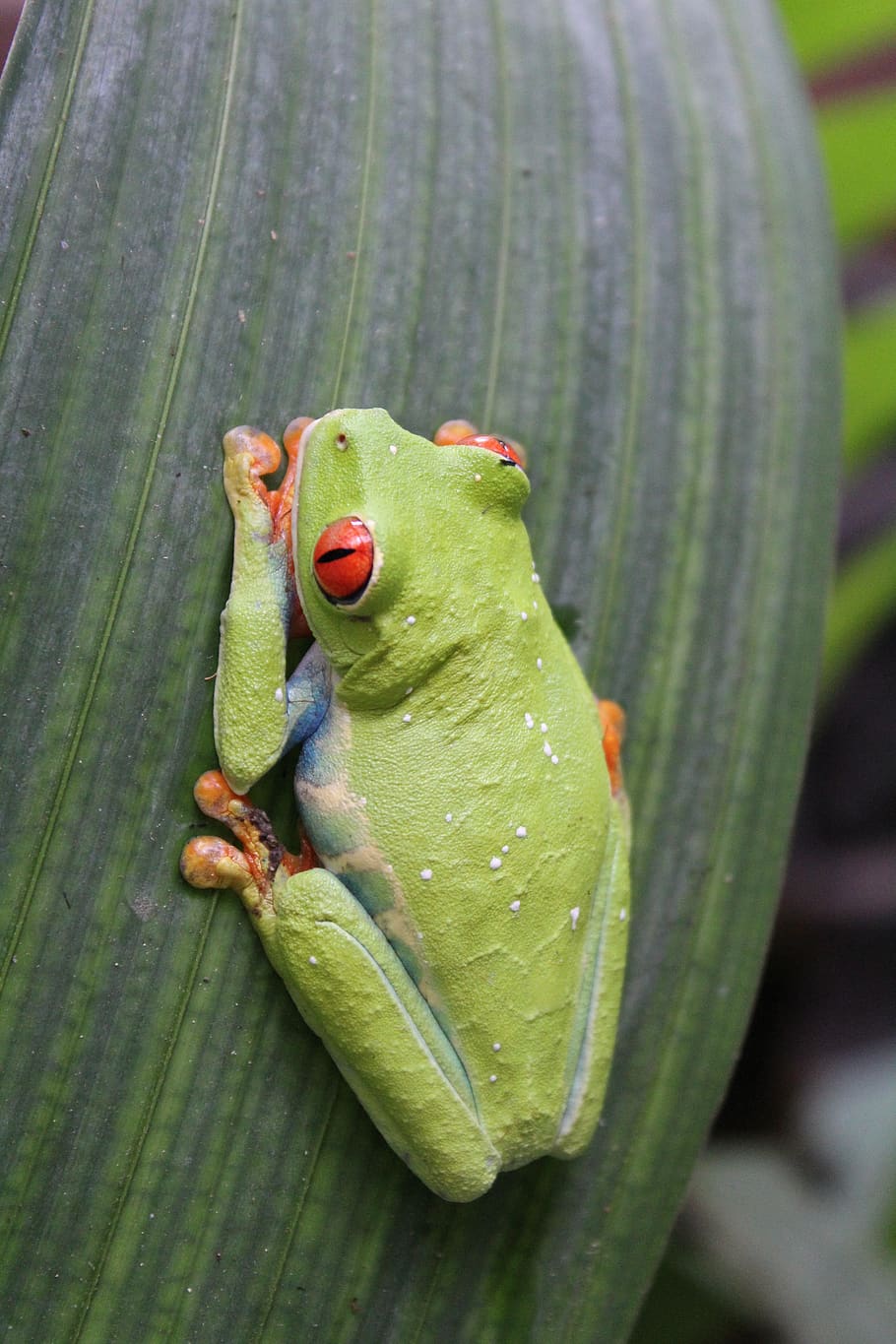 tropical rainforest amphibians