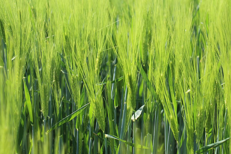 cereals, wheat, growth, graze, field, agriculture, green color HD wallpaper