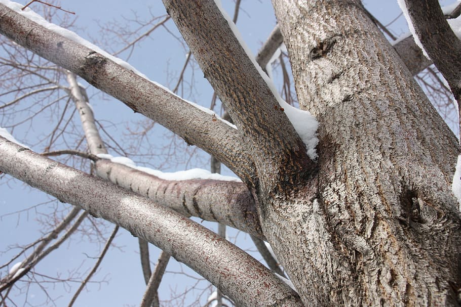 tree, snow, winter, landscape, cold, nature, white, covered HD wallpaper