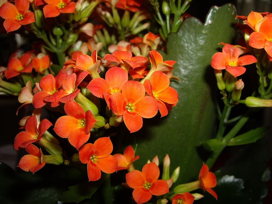 våreld, flower, orange, flowering plant, beauty in nature HD wallpaper