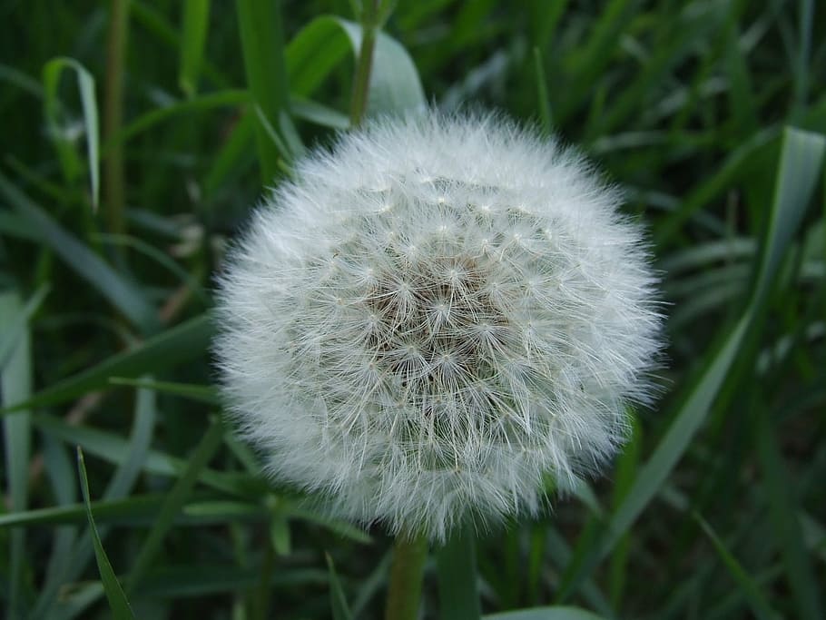 fluff, flower, dandelion, white, green, meadow, plant, fragility HD wallpaper