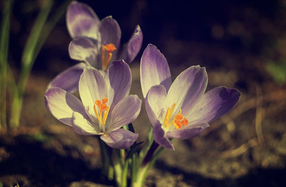 crocus, nature, violet, saffron, blooms, spring, landscape HD wallpaper