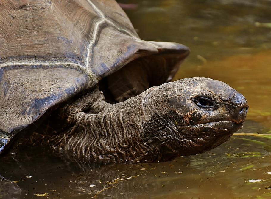 closeup photo of brown turtle on water, giant tortoises, animals
