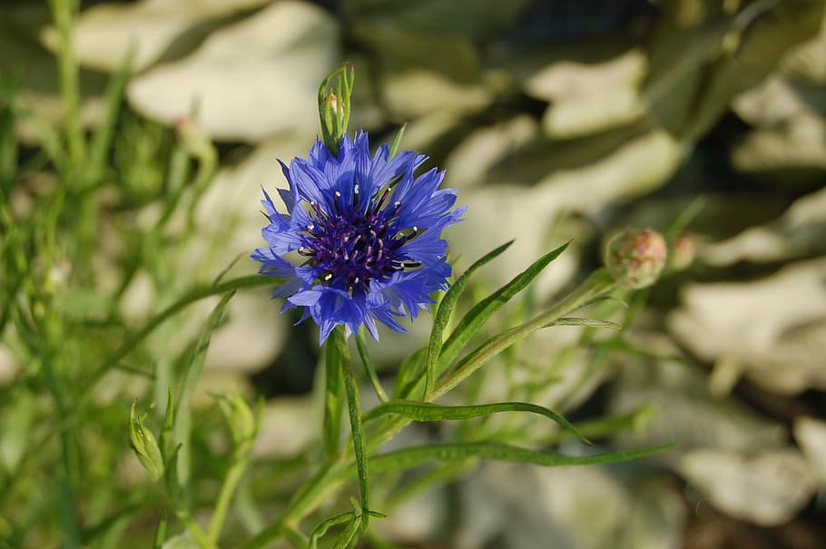 fleur-de-lis, nature, flower, spring, spring flowers, bloom HD wallpaper