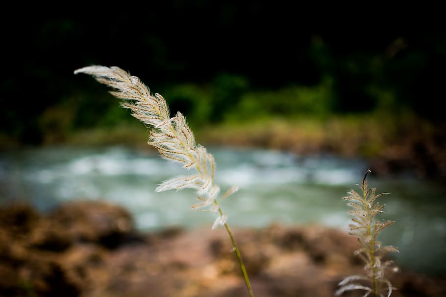 white grass selective focus photography, breeze, field, spring HD wallpaper