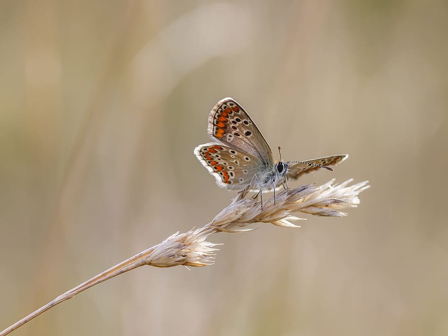 butterfly, insect, macro, close, animal, nature, color, colorful HD wallpaper