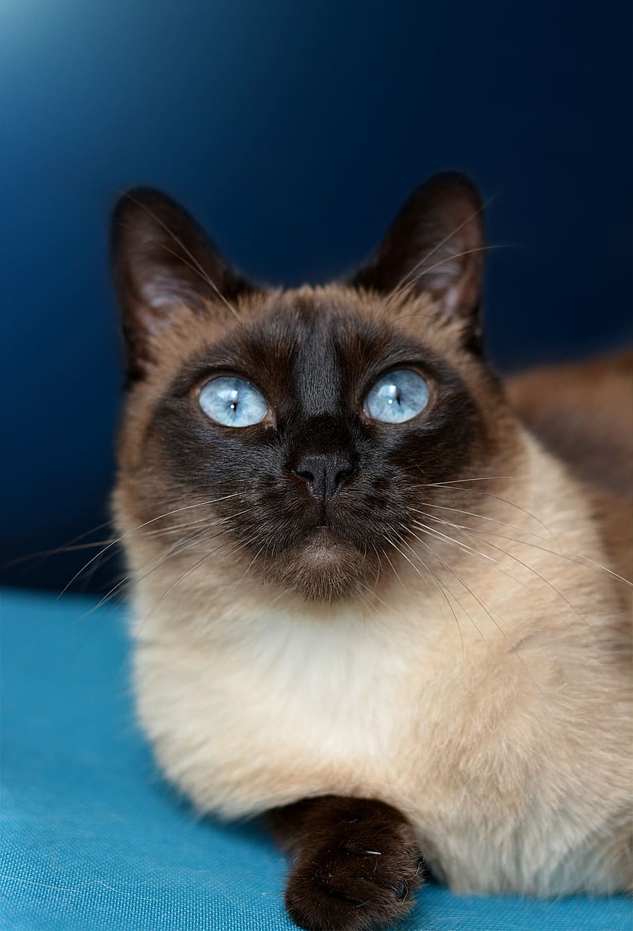 close up of long-haired white and black cat, siamese cat, blue eye