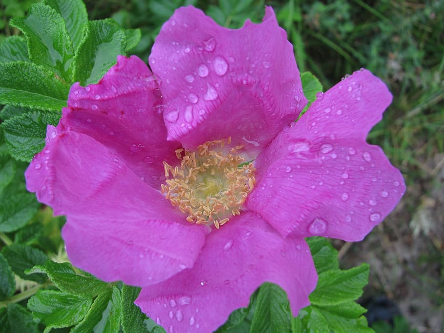 raindrop, blossom, bloom, rose hip, pink, drop of water, petal HD wallpaper