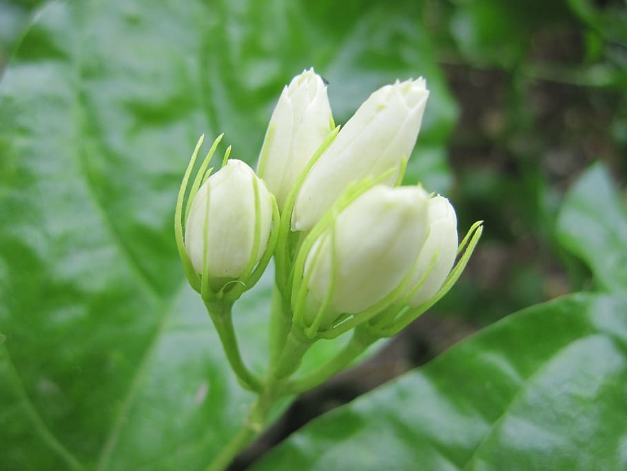 white flowers, jasmine, plant, beauty in nature, flowering plant HD wallpaper