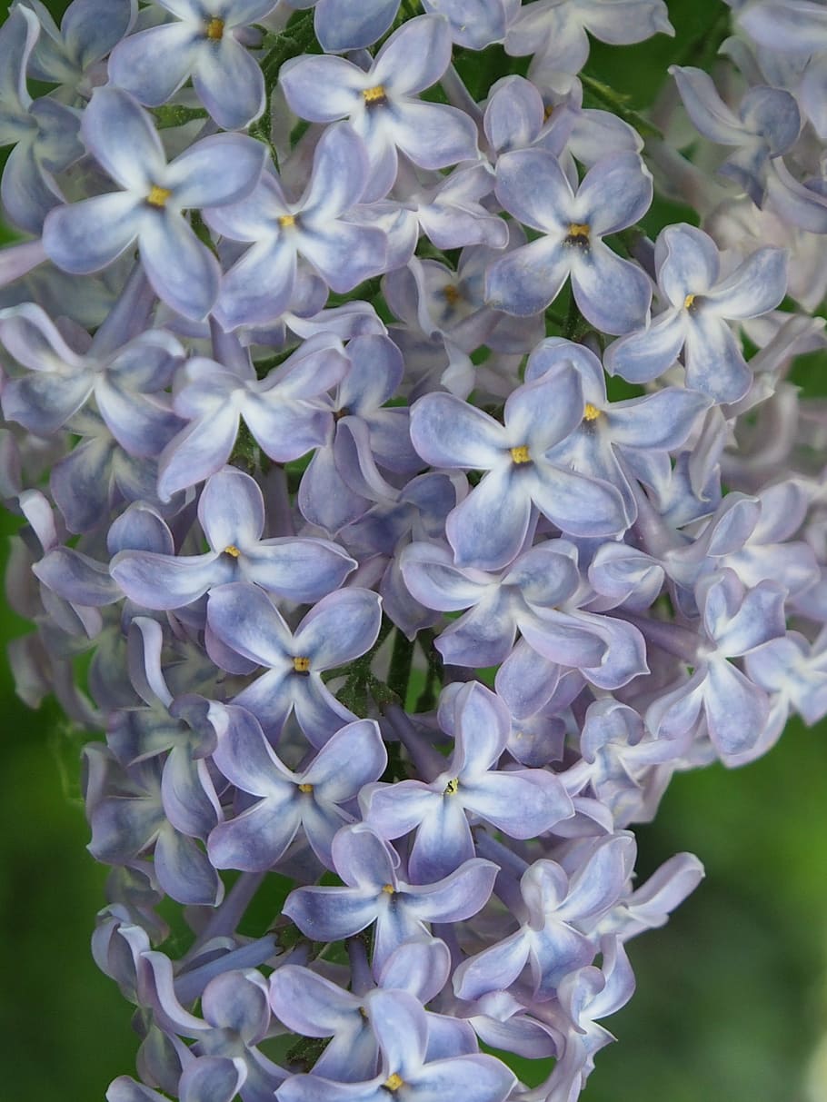lilac, flowers, flowering plant, fragility, vulnerability, beauty in nature HD wallpaper