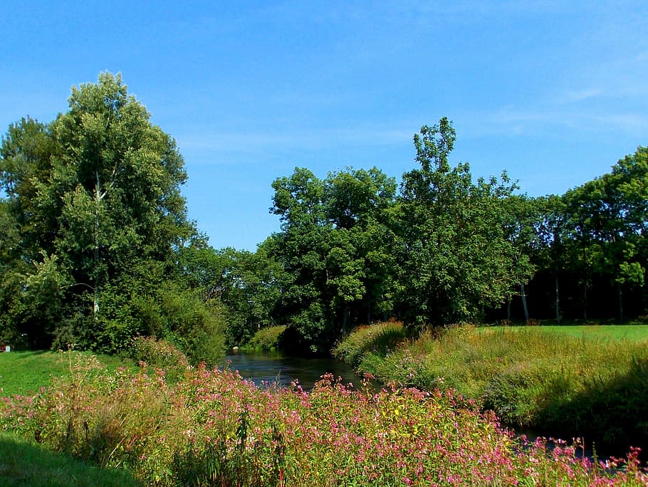 landscape, reported, river, trees, nature, hiking, grassland plants HD wallpaper
