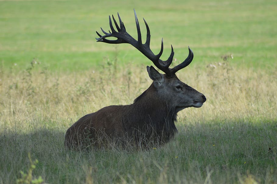 Deer, Meadow, Nature, animal wildlife, animals in the wild HD wallpaper