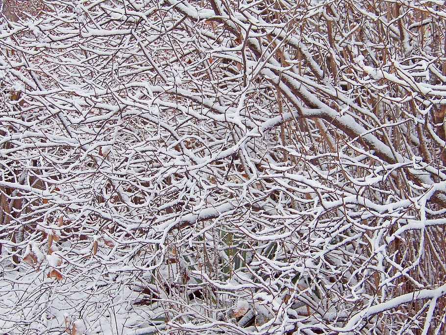 bush, branches, snow, winter, christmas, xmas, full frame, backgrounds HD wallpaper