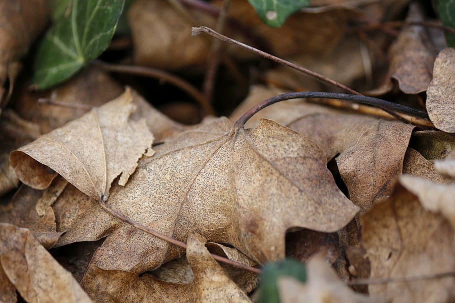 leaf, nature, winter, autumn, brown, dry, season, plant, backgrounds HD wallpaper