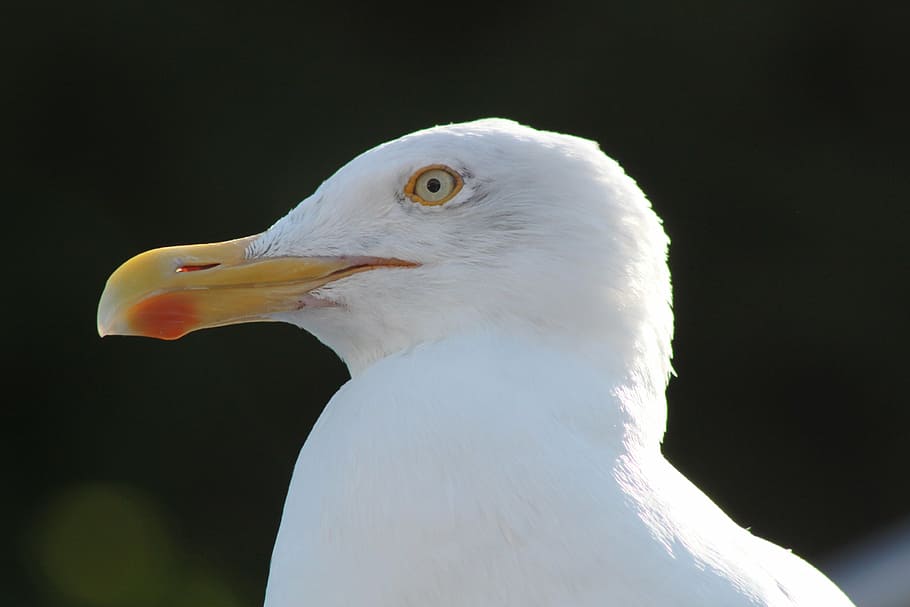 gull, bird, head, animal themes, one animal, vertebrate, animals in the wild HD wallpaper