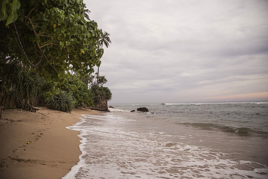green trees near at body of water, beach, brown, clouds, gray HD wallpaper