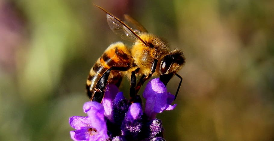 close up photography of honey bee perching on purple flower in close-up photography HD wallpaper