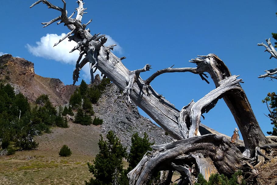 Dead, Tree, Hills, Erosion, Landscape, nature, blue, industry HD wallpaper