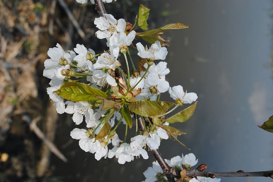 nature, spring, tree, cherry blossom, flowering plant, vulnerability HD wallpaper