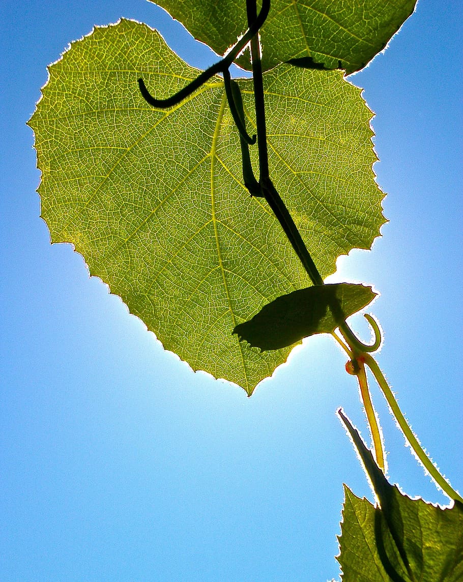 Leaf, Solar, Summer, green, green color, tree, sky, nature HD wallpaper