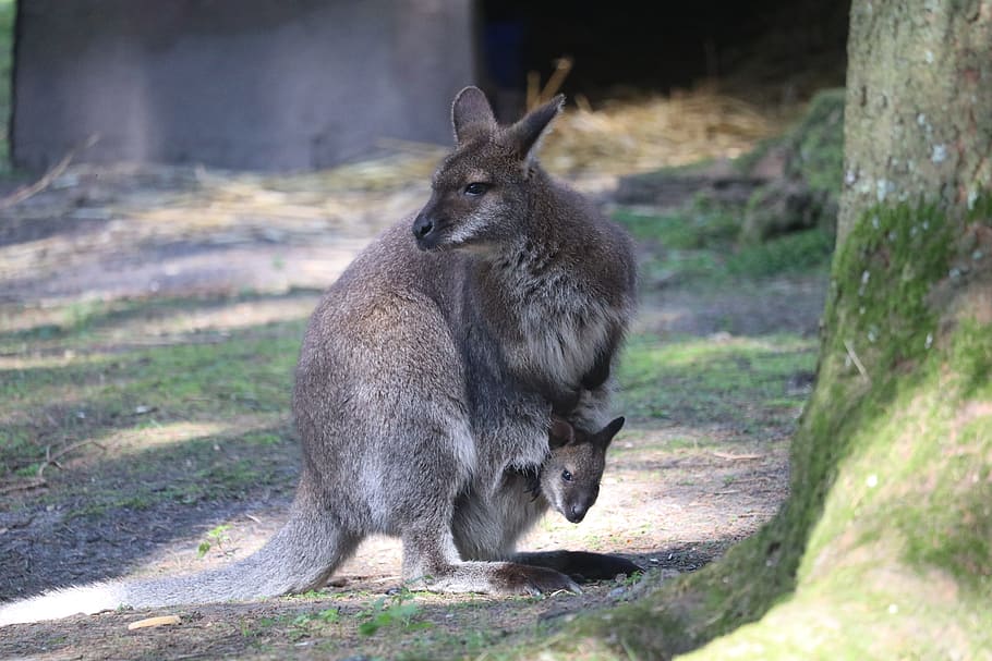 Wallaby, Pouch, Spring, New Forest, baby, nature, animal wildlife HD wallpaper
