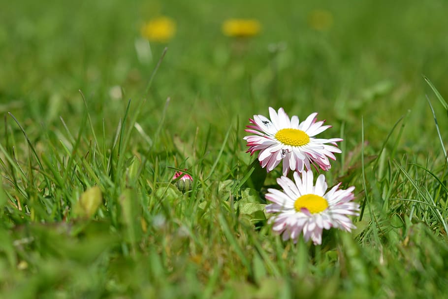 HD wallpaper: daisy, daisies, grass, flowers, meadow, small flowers ...