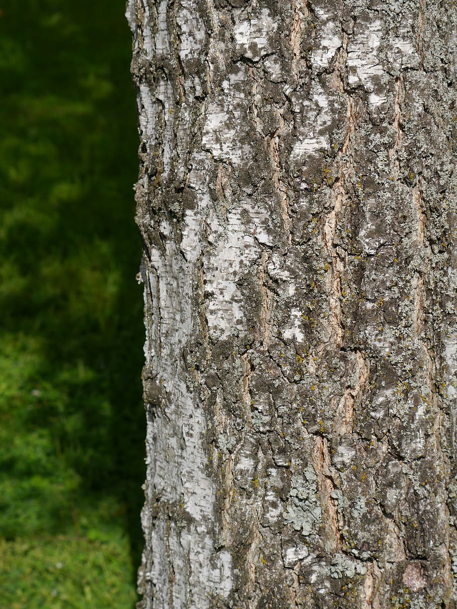 log, tree, bark, nature, structure, tribe, trunk, tree trunk HD wallpaper