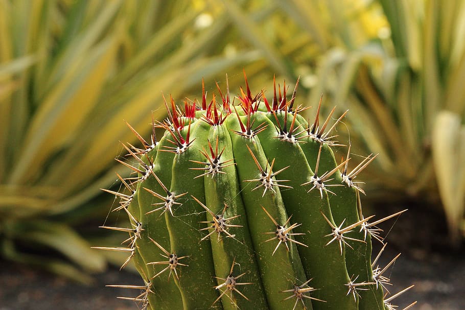 cactus, spur, prickly, plant, thorn, desert, nature, succulent Plant HD wallpaper