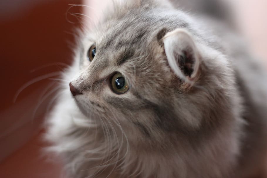 selective focus photography of grey cat, snout, pets, domestic cat HD wallpaper