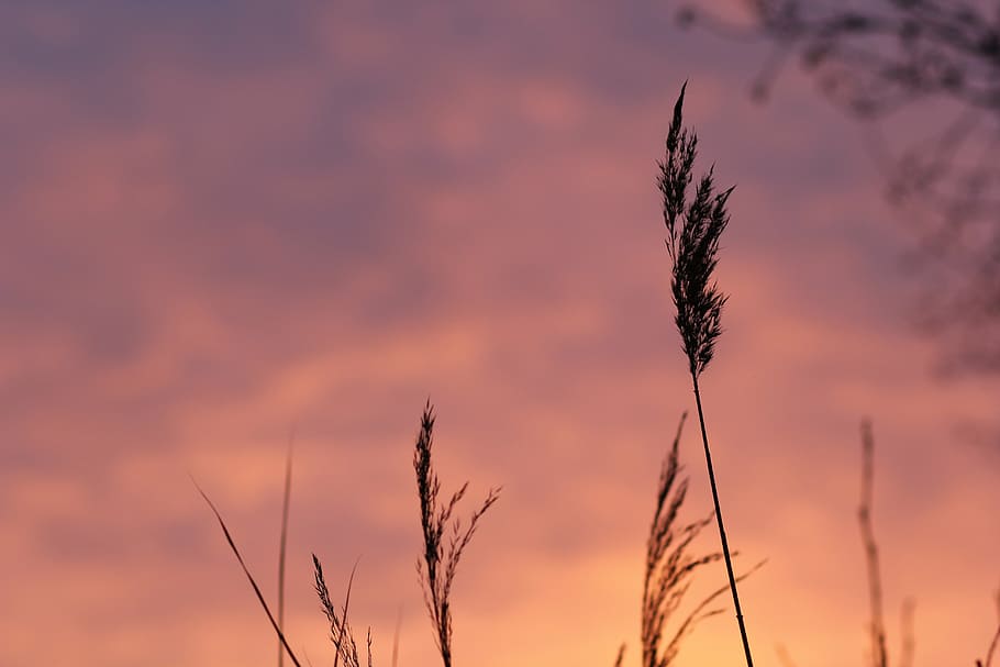 field, meadow, sunset, nature, cereal plant, outdoors, rural scene HD wallpaper