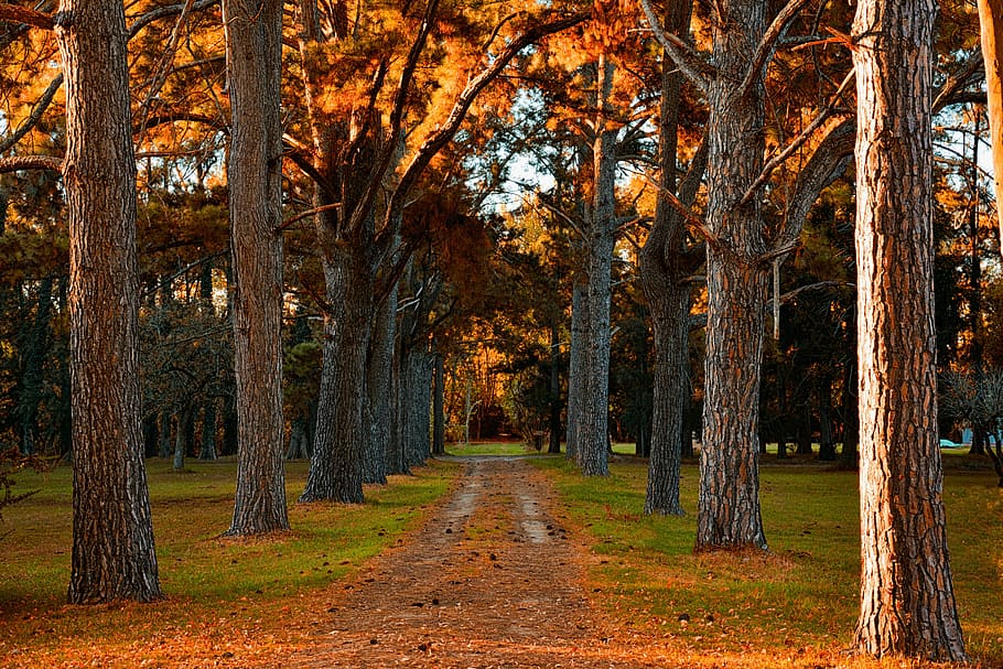 road between trees in forest, Path, Trail, autumn, tree trunk HD wallpaper
