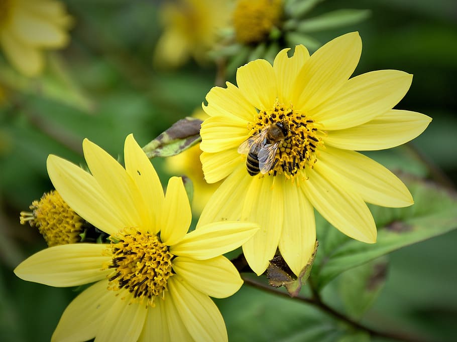 bee, blossom, bloom, close, flower, insect, sprinkle, yellow HD wallpaper