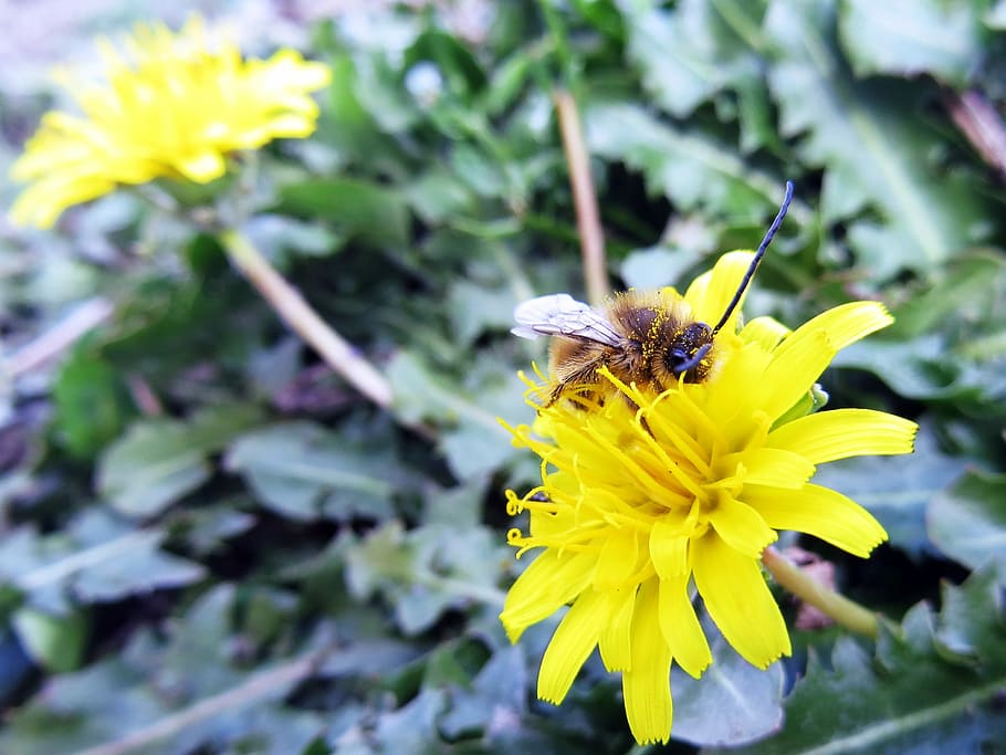 Bee, Flower, Pollination, Pollen, pollinate, spring flowers HD wallpaper