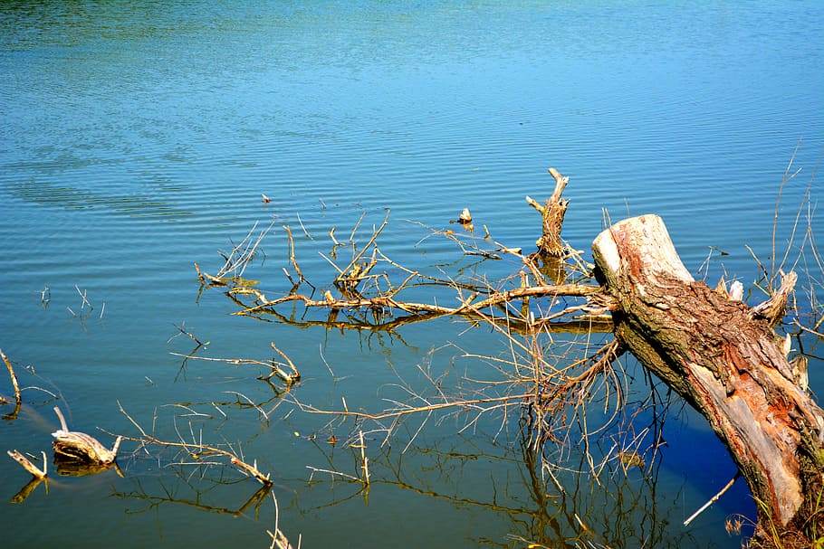 tree, water, root, branch, nature, tranquility, plant, day HD wallpaper