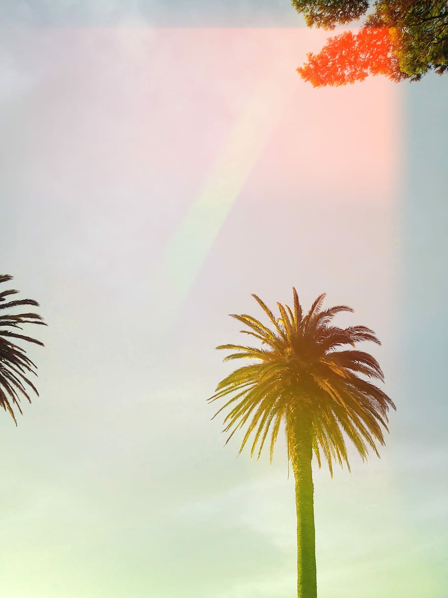 green palm tree under cloudy sky, low-angle photography of palm tree HD wallpaper