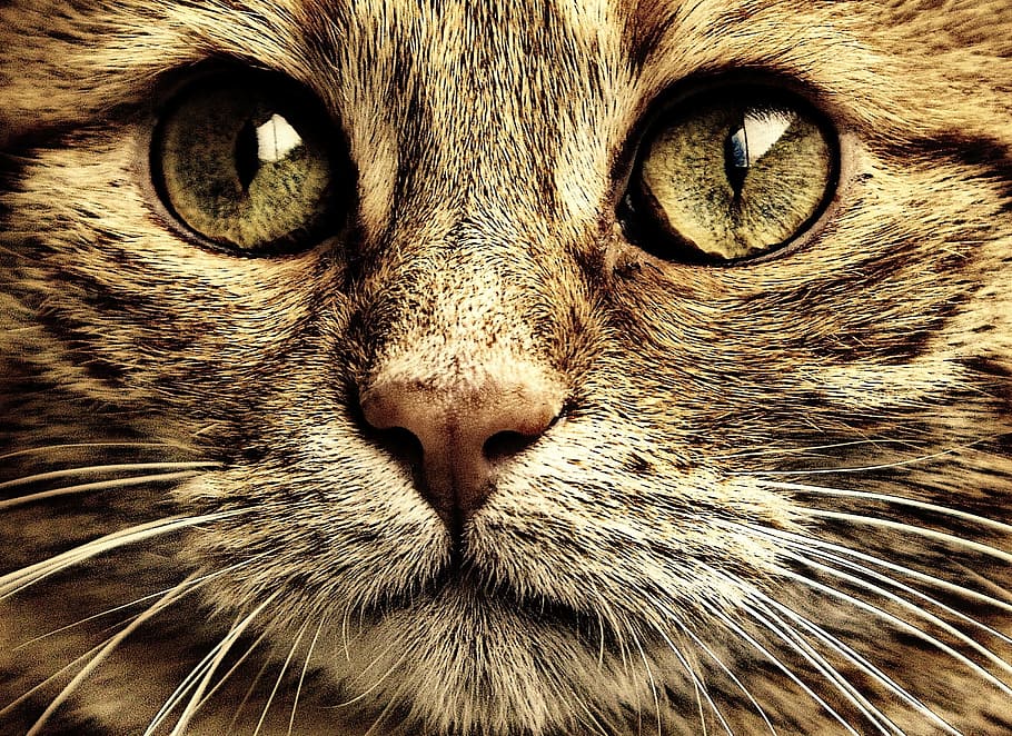 closeup photo of tan cat, sepia, cute, mackerel, tiger, sweet HD wallpaper