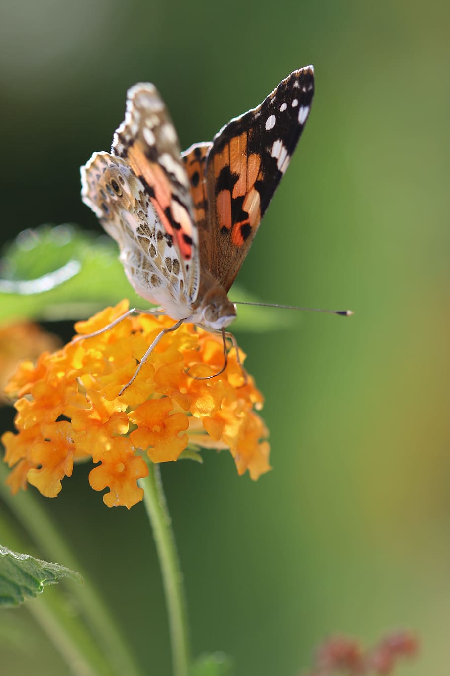 Butterfly, Macro, Close, green field, animal, spring, flower HD wallpaper