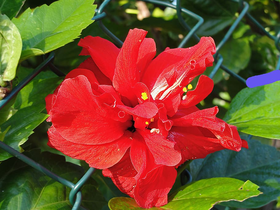 double hibiscus, flower, red, plants, flowering plant, petal HD wallpaper