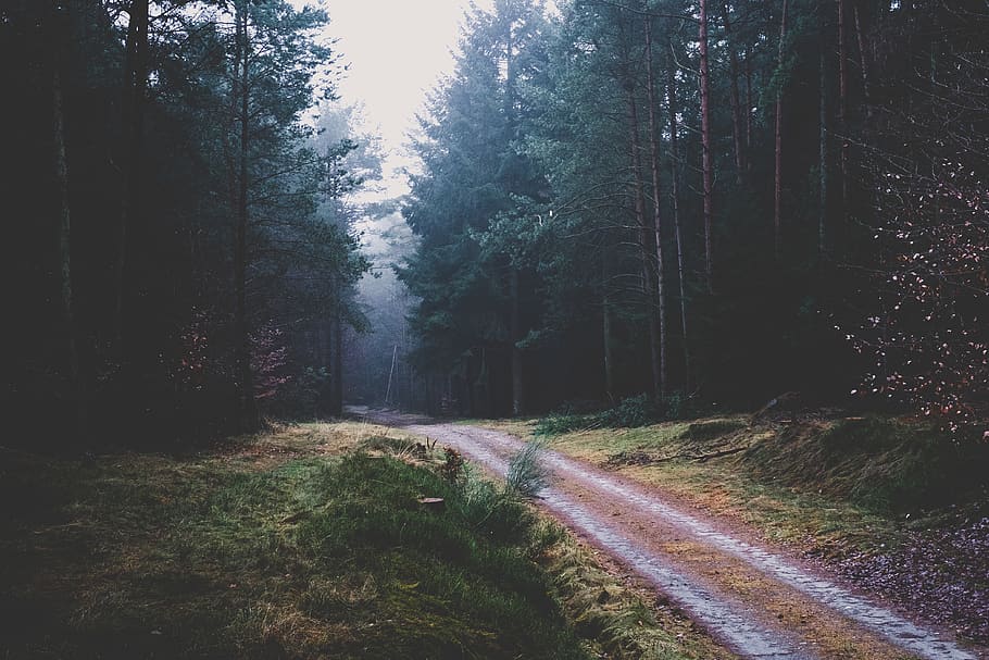 nature, landscape, trek, path, trees, leaves, green, autumn HD wallpaper