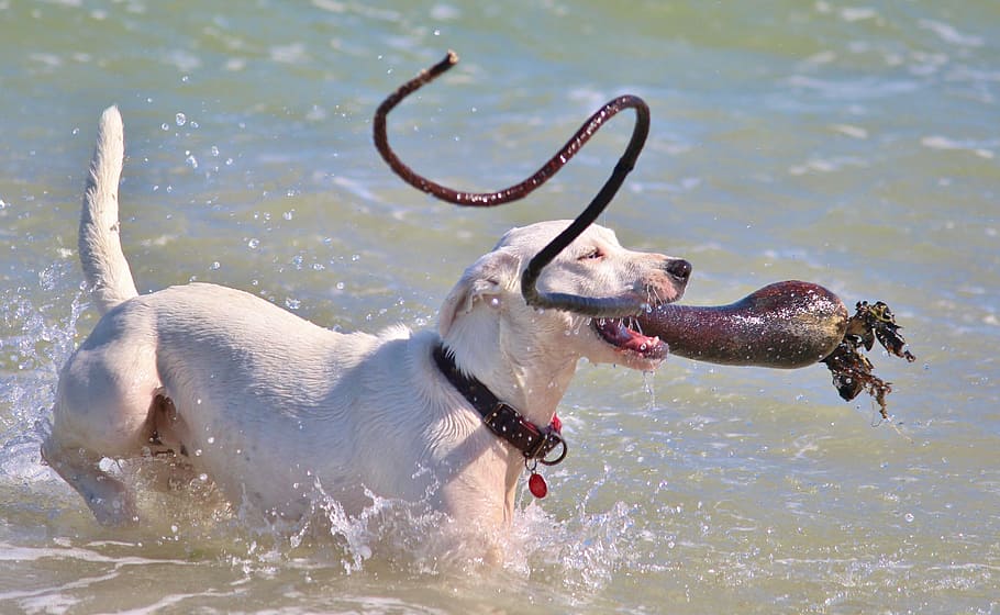 dog, batons, active, water, play, fun, retrieve, jump, swim HD wallpaper