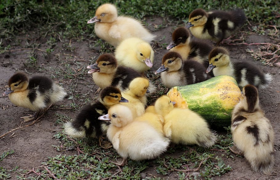 installments, small, fluffy, yellow, birds, cute, group of animals HD wallpaper