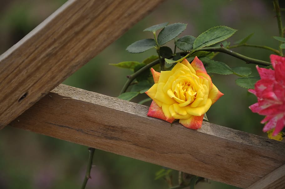 rose, flower, flowering plant, beauty in nature, yellow, wood - material HD wallpaper