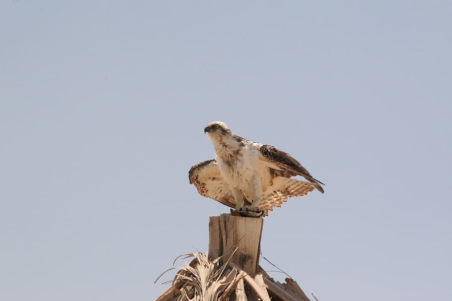 White Tailed Eagle, Egypt, Bird, animal, nature, wildlife, bird of Prey HD wallpaper