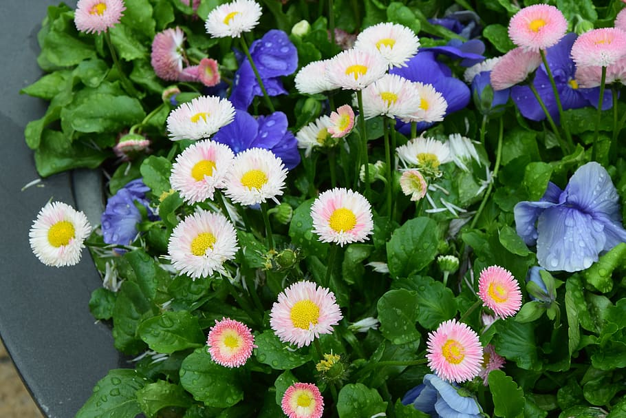 flowers, daisies, spring, flowering plant, freshness, fragility HD wallpaper