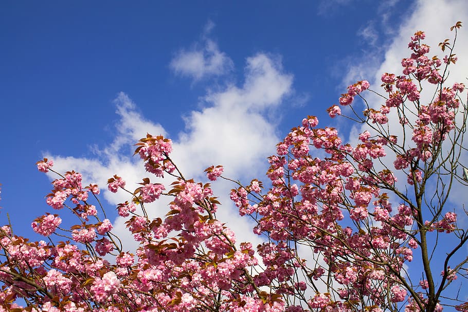 cherry blossoms, himel, clouds, spring, bloom, sky, low angle view HD wallpaper