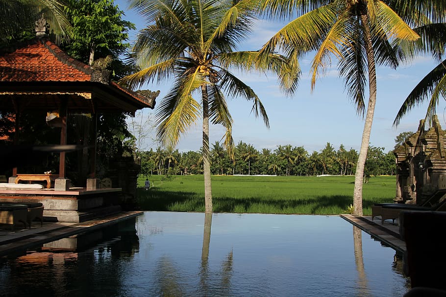 bali, indonesia, pool, palms, resort, vacations, water, tree HD wallpaper