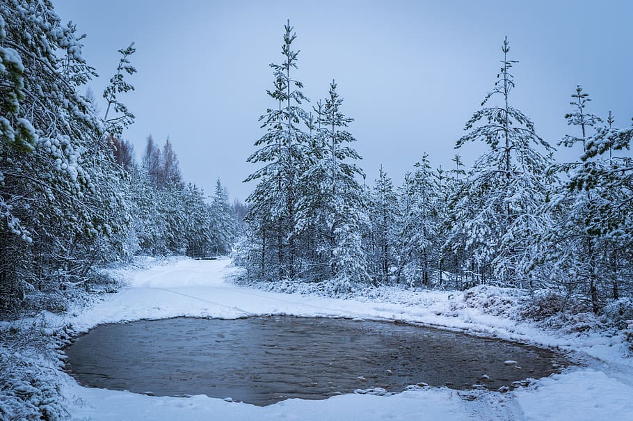 body of water surrounded with trees covered with snow, winter HD wallpaper