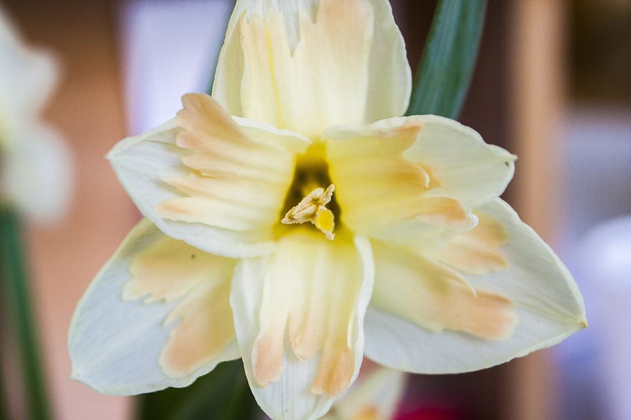 flower, daffodils, spring, close-up, flowering plant, freshness HD wallpaper